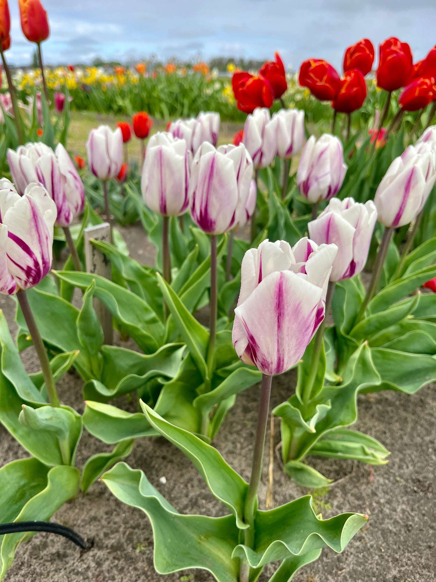 Tulipe 'Flaming Flag'